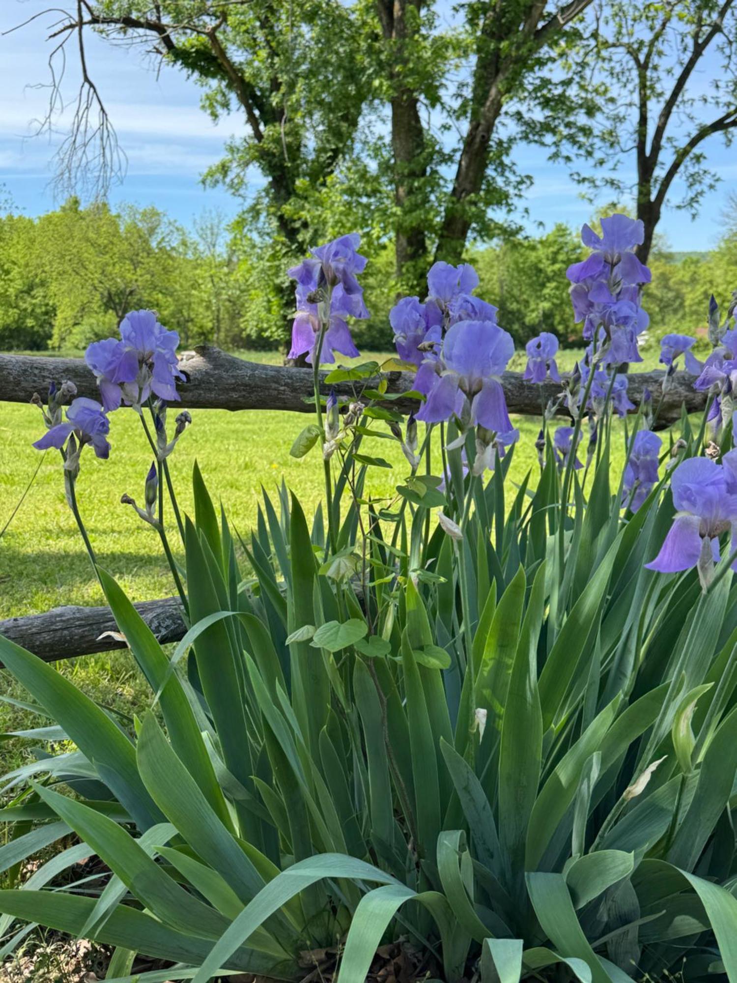 Ozark Country Inn Mountain View Esterno foto